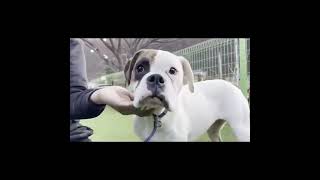 Video preview image #1 Boxer Puppy For Sale in Seattle, WA, USA