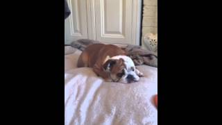 "Sleeping" Bulldog delivers surprise attack