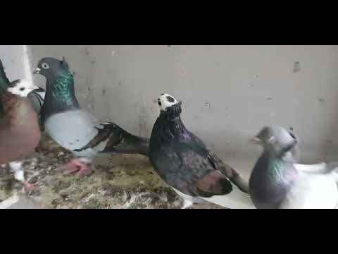 Serbian Highflyers cold day just relaxing with the pigeons and a line story 🍻srpski visokoletaci.