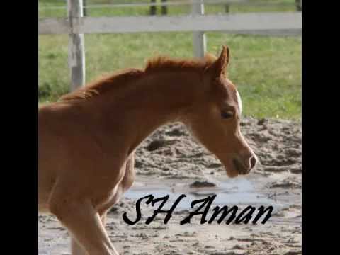 SH AMAN, colt 2012 by Armani (Ajman Moniscione & Nika II)SOLD