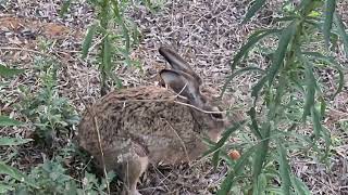 Divlje životinje u prirodi--divlji zec je ozlijeđen u naletu automobila-strgana mu je noga...