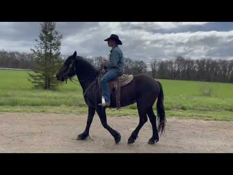 Renoir's Black Pearl BFF "Pearl," 3 yrs old, 15 hands. Registered Friesian Sporthorse