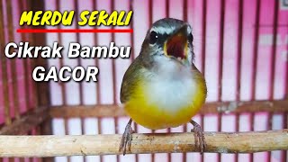 Download lagu Cikrak Bambu Gacor mp3
