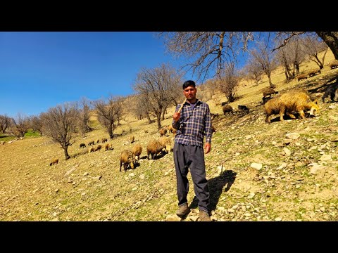 Iran Nomadic Life: 🐑🌄Daily Life in Rural Iran | Shepherding in the Zagros Mountains ⛰️
