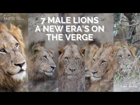 7 Male Lions | A New Coalition Rises | Lion Sands | South Africa | Kruger National Park