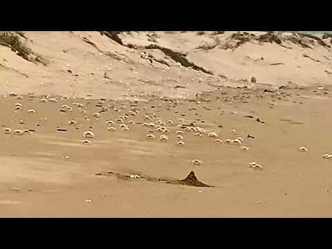 White Crabs at Golden Beach- Hingol National Park-Balochistan.