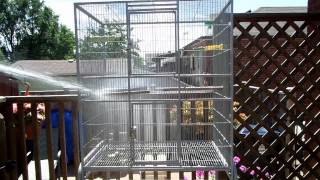 Cleaning the Cockatiels cage