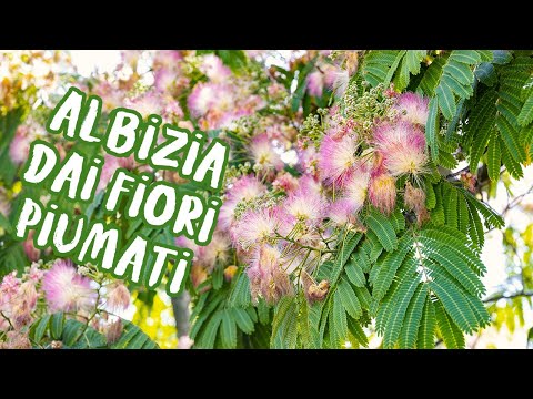 Albizia julibrissin: l’albero dai fiori piumati