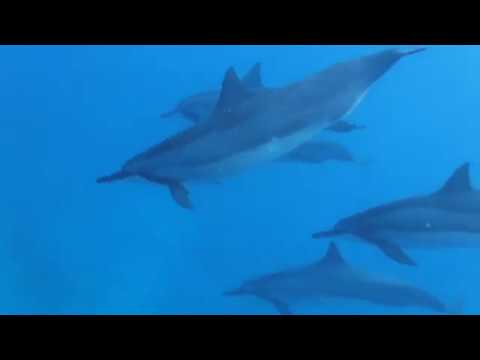 Dolphin w WhaleSongs  1.28.18