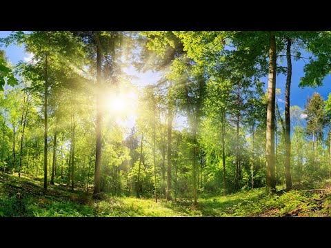 Celtic Instrumental Hymns of Hope | Beautiful, Relaxing