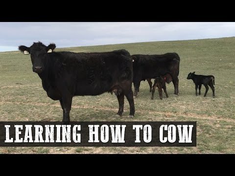 第25話「牛の飼い方を学ぶ (Episode 25 - Learning How to Cow)