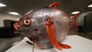 This Fish Should Not Have Been Caught!