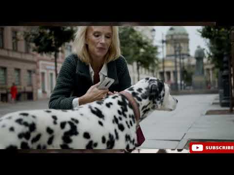 Why Dalmatians are Deaf?