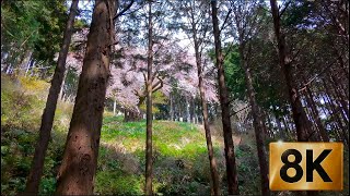 [8K] [4K] 大山桜 Early April Cherry Blossoms on Mt. Ōyama – Isehara City, Kanagawa, Japan