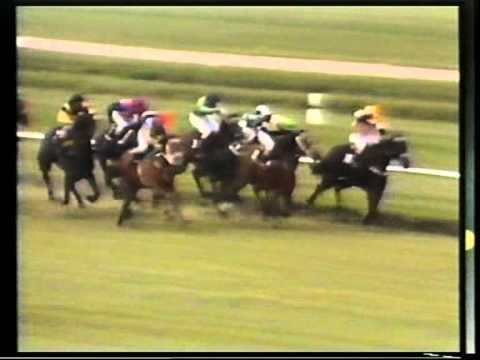 SUMMER HAZE (NZ) - 1980 Matamata Breeder's Stakes