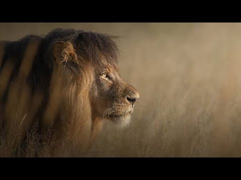 Camino a la Cima Leones | Hermandad de Leones 1 | rtve