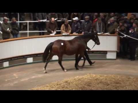 Tattersalls December Breeding Stock Sale 2012 Day 1