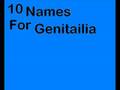 The 10 Names For Genitalia Song 