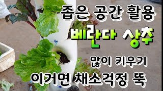 아파트형 상추 재배법 ,실내 좁은 공간에 상추 최대로 많이 키우는법How to grow the maximum…