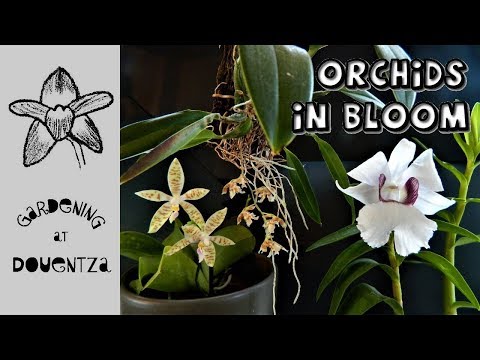 December Orchids in Bloom