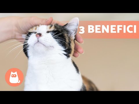 Benefici di ACCAREZZARE il gatto 🤚🏻🐱 (Per lui&te)