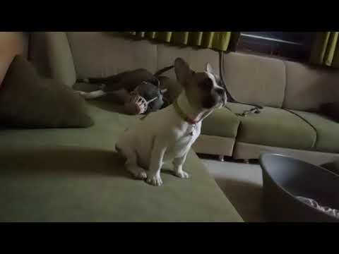 Frenchi Scooby play with Henry the Pittbull