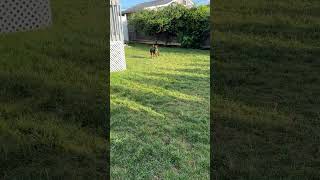 Video preview image #1 Australian Shepherd-Unknown Mix Puppy For Sale in Wakefield, RI, USA