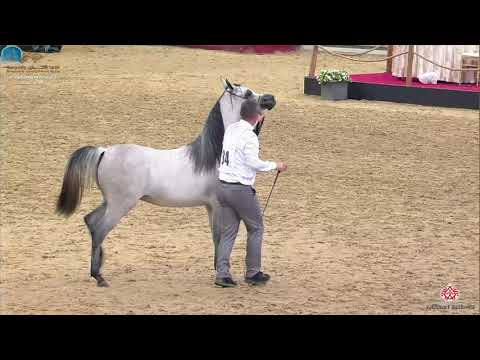 N 34 RAYANA AL SRAIYA   10th Qatar International Arabian Peninsula Horse Show 2020   2 Years Old