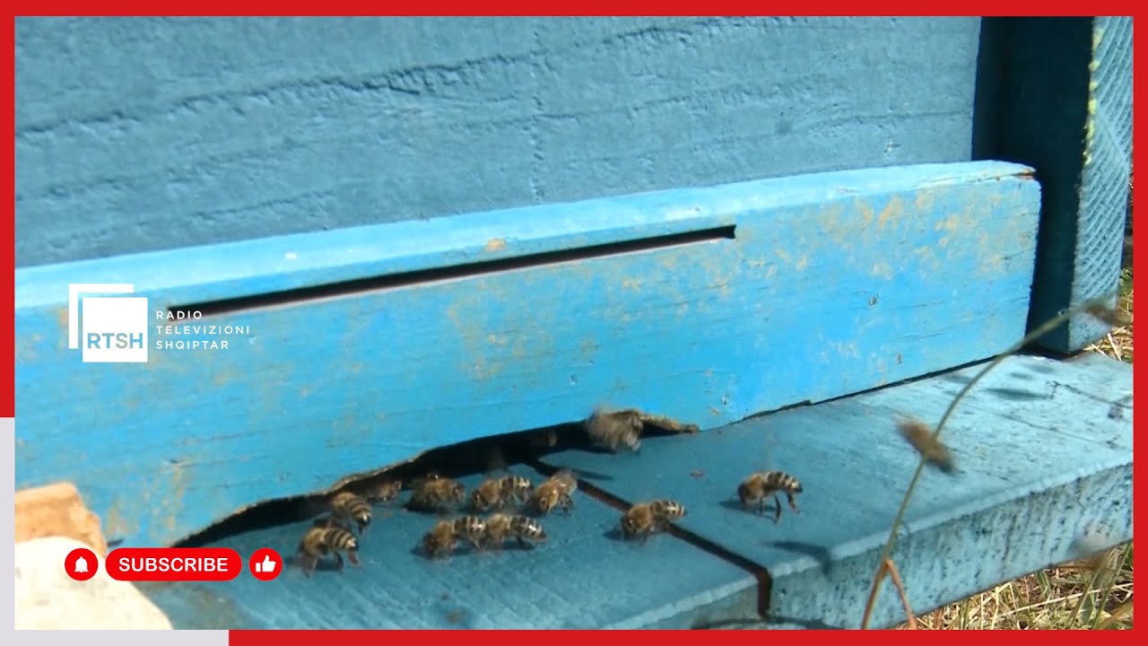 Pickimet nga insektet, më të shpeshta pickimet nga bletët, kërkoni ndihmë tek specialisti