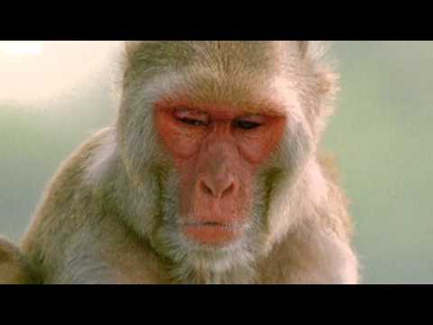 Walk on the Wild Side   Episode 1 flashhigh