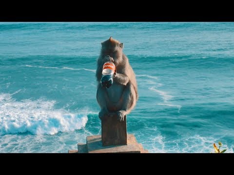 LA SCIMMIA HA RUBATO UNA COCA-COLA!