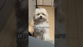 あなたは耐えられますか？ #マルプー #癒し #犬のいる生活 #愛犬