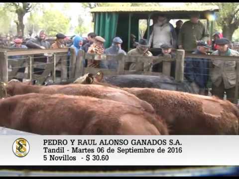 06-09-16 - VENTA de GORDO - PEDRO Y RAUL ALONSO GANADOS S.A. - TANDIL