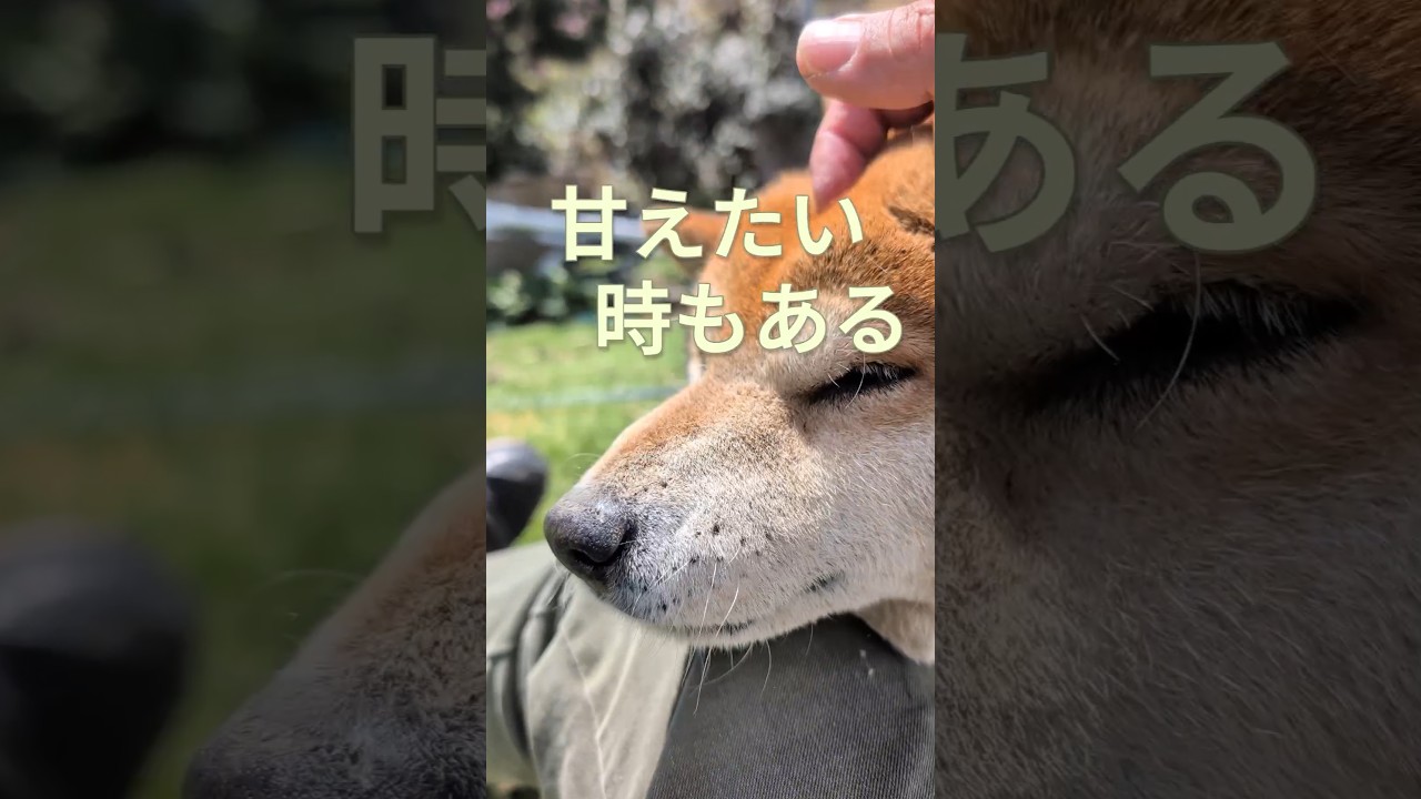 柴犬レオ甘えたい時もある🌸#柴犬 #柴犬さん #柴犬レオ #柴犬大好き