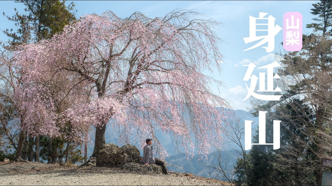 【桜×登山】久遠寺のしだれ桜と仏教三大霊山の身延山｜山梨百名山