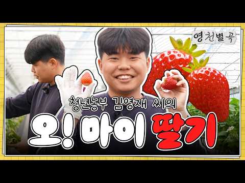 청년농부 김영재 씨의 오! 마이 딸기 | 영천별곡 1화