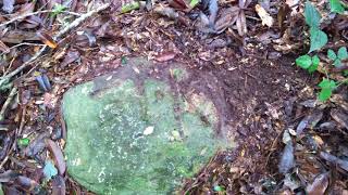 preview picture of video 'Border Stone for Kerala Tamil Nadu borders in Western Ghats Forest - Suriyangal Cardamom Estate'