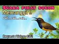 Suara Pikat Sogon Memanggil Cuit Cuit Cuit