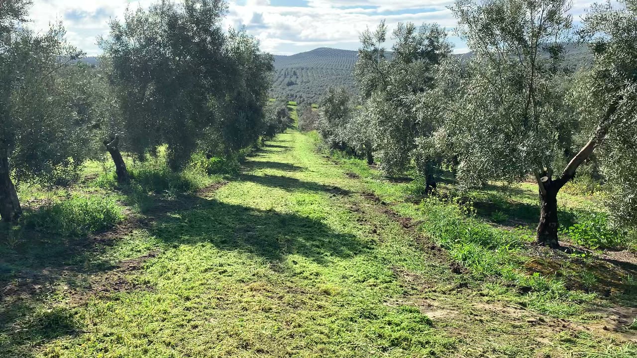 Diferentes formas de controlar las malas hierbas.