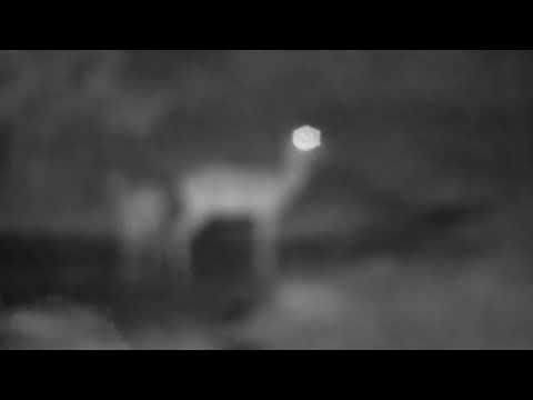 Djuma: Impala mom and lamb - 01:40 - 02/09/2023