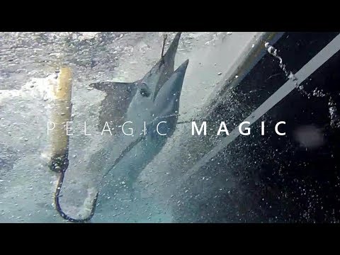 Pelagic Magic (Hawaii Fishing)