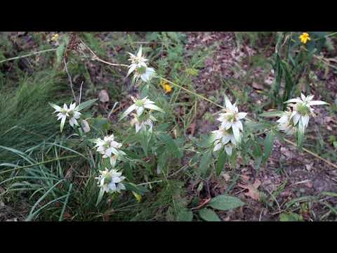 Mondays with Martha #72 - Fall Blooming Wildflowers