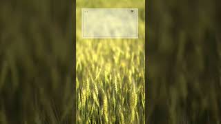 Download lagu wow mentahan video indah buat quotes #alam #reels #storywa #story #shorts mp3