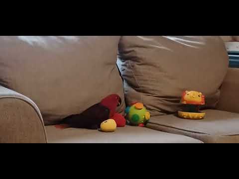 macey mace beats up her toys...she's the boss!!!