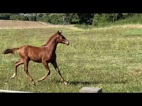 *2022 Hengstfohlen von La Vie x Apache