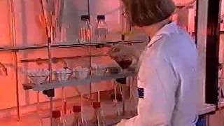 Determination of Aflatoxins