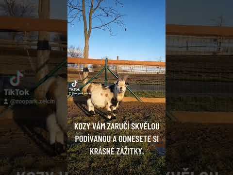 , title : 'Holandské kozy v Zooparku Zelčín'
