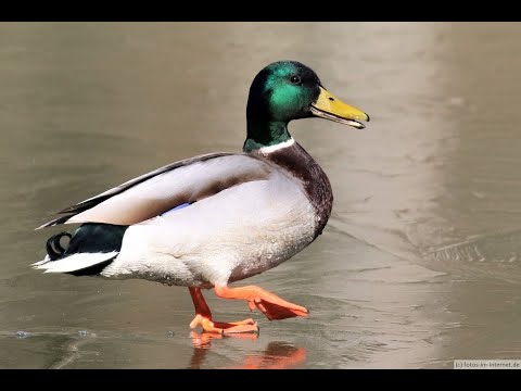 [HARD] 102 BOYZ X BHZ X SPLURGE X VALEE X TREETIME TYPE BEAT "DUMMY DUCK"