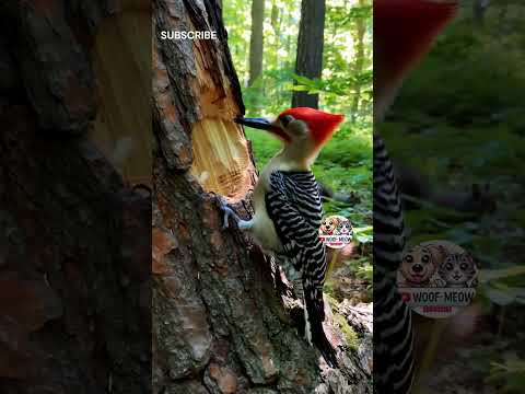 Hoopoe Bird: The Most Beautiful & Mysterious Bird in the World! 🦜✨