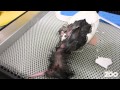 Kiwi Chick Hatches At Auckland Zoo